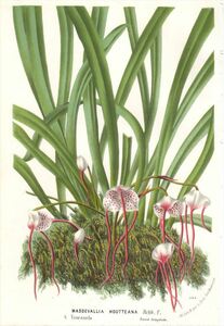 1877年 Van Houtte ヨーロッパの植物 多色石版画 ラン科 ドラクラ属 MASDEVALLIA HOUTTEANA