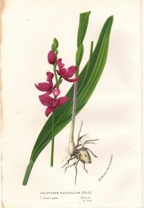 1854年 Van Houtte ヨーロッパの植物 多色石版画 ラン科 カロポゴン属 CALOPOGON PULCHELLUS