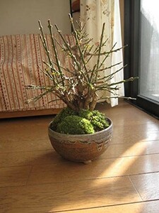  bonsai decorative plant popular yellow plum plum bonsai 