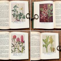 ドイツの古い植物図鑑(Waldblumen und Farngewachse 1956年)/アンティーク ヴィンテージ ヨーロッパ 植物画 ボタニカルアート 雰囲気◎/_画像6