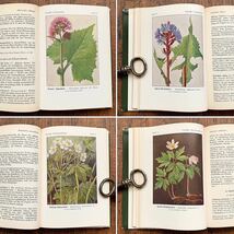ドイツの古い植物図鑑(Waldblumen und Farngewachse 1956年)/アンティーク ヴィンテージ ヨーロッパ 植物画 ボタニカルアート 雰囲気◎/_画像3
