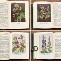 ドイツの古い植物図鑑(Waldblumen und Farngewachse 1956年)/アンティーク ヴィンテージ ヨーロッパ 植物画 ボタニカルアート 雰囲気◎/_画像2