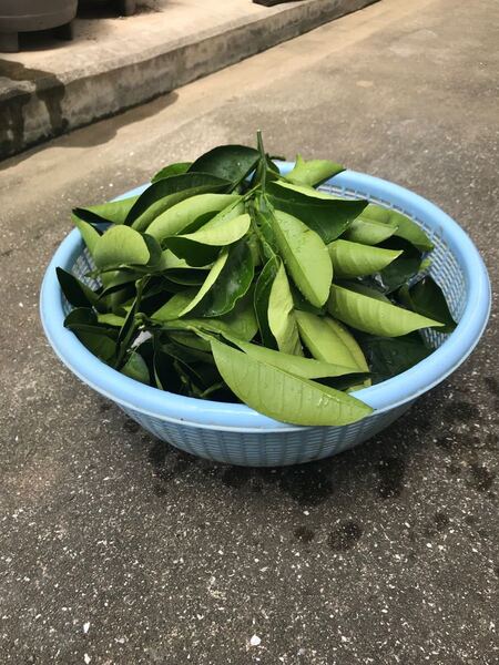 八朔の葉 無農薬 50g