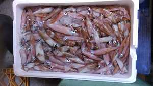 小小イカ類「マイカ、手首いか、ヤリイカ、スミイカ、ヒイカ等」10~15cm500g980円即決の商品画像