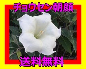 ヤフオク 朝鮮朝顔 種の中古品 新品 未使用品一覧 ヤフオク 朝鮮朝顔 種の中古品 新品 未使用品一覧