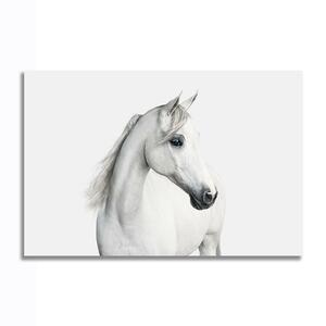 馬 ポスター ボード パネル フレーム 75x50cm 動物 白馬 自然 競馬 海外 インテリア グッズ 絵 雑貨 写真 フォト アート 大判 大 17