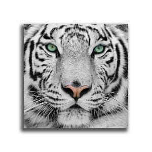 虎 タイガー ポスター ボード パネル フレーム 75x50cm トラ とら 動物 Tiger 海外 インテリア グッズ 絵 雑貨 写真 フォト アート 大判 7