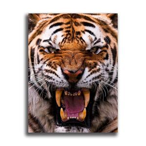 虎 タイガー ポスター ボード パネル フレーム 75x50cm トラ とら 動物 Tiger 海外 インテリア グッズ 絵 雑貨 写真 フォト アート 大判 4