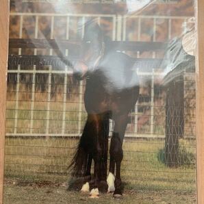 ディープインパクト クリアファイル