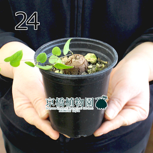 【現品】アフリカ亀甲竜 3号 黒鉢（24）Dioscorea elephantipes