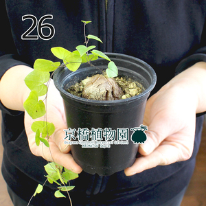 【現品】アフリカ亀甲竜 3号 黒鉢（26）Dioscorea elephantipes