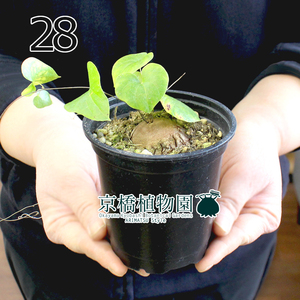 【現品】アフリカ亀甲竜 3号 黒鉢（28）Dioscorea elephantipes