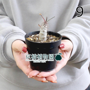 【現品】パキポディウム・グラキリス（グラキリウス） 実生株 2.5号（9）Pachypodium rosulatum var. gracilius