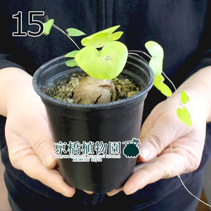 【現品】アフリカ亀甲竜 3号 黒鉢（15）Dioscorea elephantipes