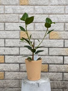 観葉植物 フランスゴムの木 フランスゴム 40cm 1