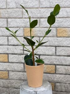 観葉植物 フランスゴムの木 フランスゴム 40cm 2