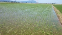 【令和3年産】新米 新潟県認証 無農薬 特別栽培米コシヒカリ 真空包装玄米3kg_画像1