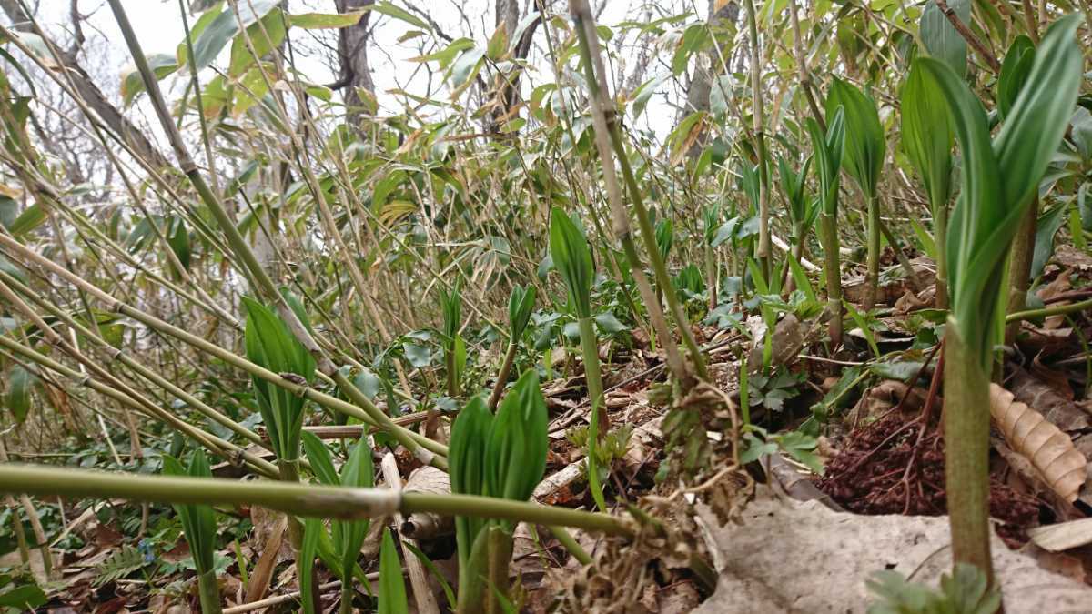 北海道産 行者にんにく苗 サイズフリー 500本 cabalogistica.com