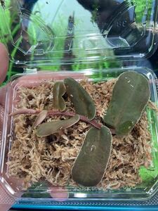 マルクグラヴィア シンテニシー 1パック 観葉植物 (検索 ミクロソリウム 熱帯魚 水槽 ブセファランドラ 多肉植物 アヌビアス LED食虫植物