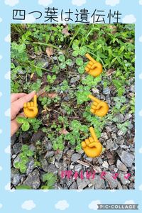 四つ葉の抜き苗〜幸せのお裾分け〜