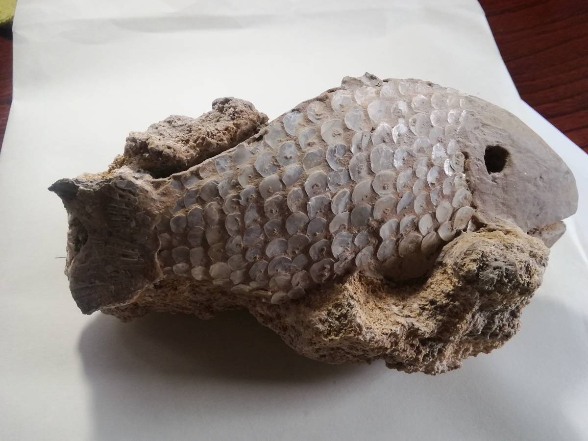 ヤフオク! -)魚の化石(アンティーク、コレクション)の中古品・新品・未 