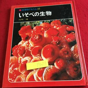 Y13-211 科学のアルバム33 いそべの生物 川嶋一成 あかね書房 1979年発行 貝 イソギンチャク ウニ ヒトデ ゴカイ カニ エビ 採取 など