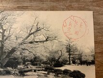 FF-2592■送料無料■ 石川県 金沢市 兼六公園 公園 旭桜 景色 風景 絵葉書 古写真 写真 印刷物/くSIら_画像2