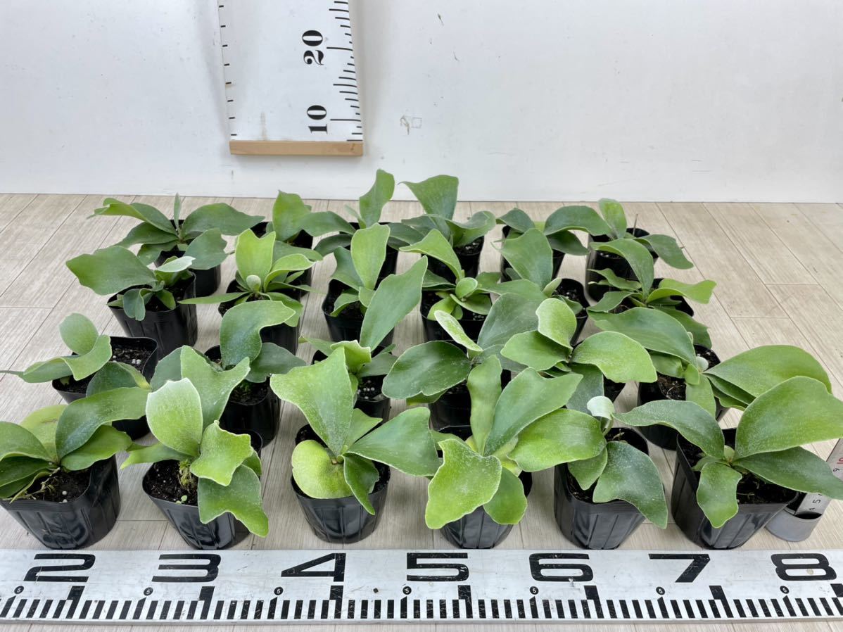 大きな取引 jade 群生 ビカクシダ コウモリラン spore girl - 植物/観葉植物