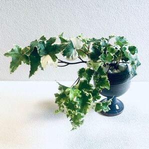 ハイドロカルチャー へデラ アイビー セシリア 小石原焼 陶器 観葉植物