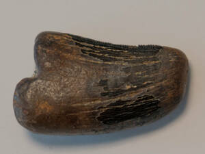 【化石】ティラノサウルス科 ダスプレトサウルス・トロススの歯 No.4