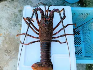 ヤフオク 伊勢海老 の落札相場 落札価格 ヤフオク 伊勢海老 の落札相場 落札価格