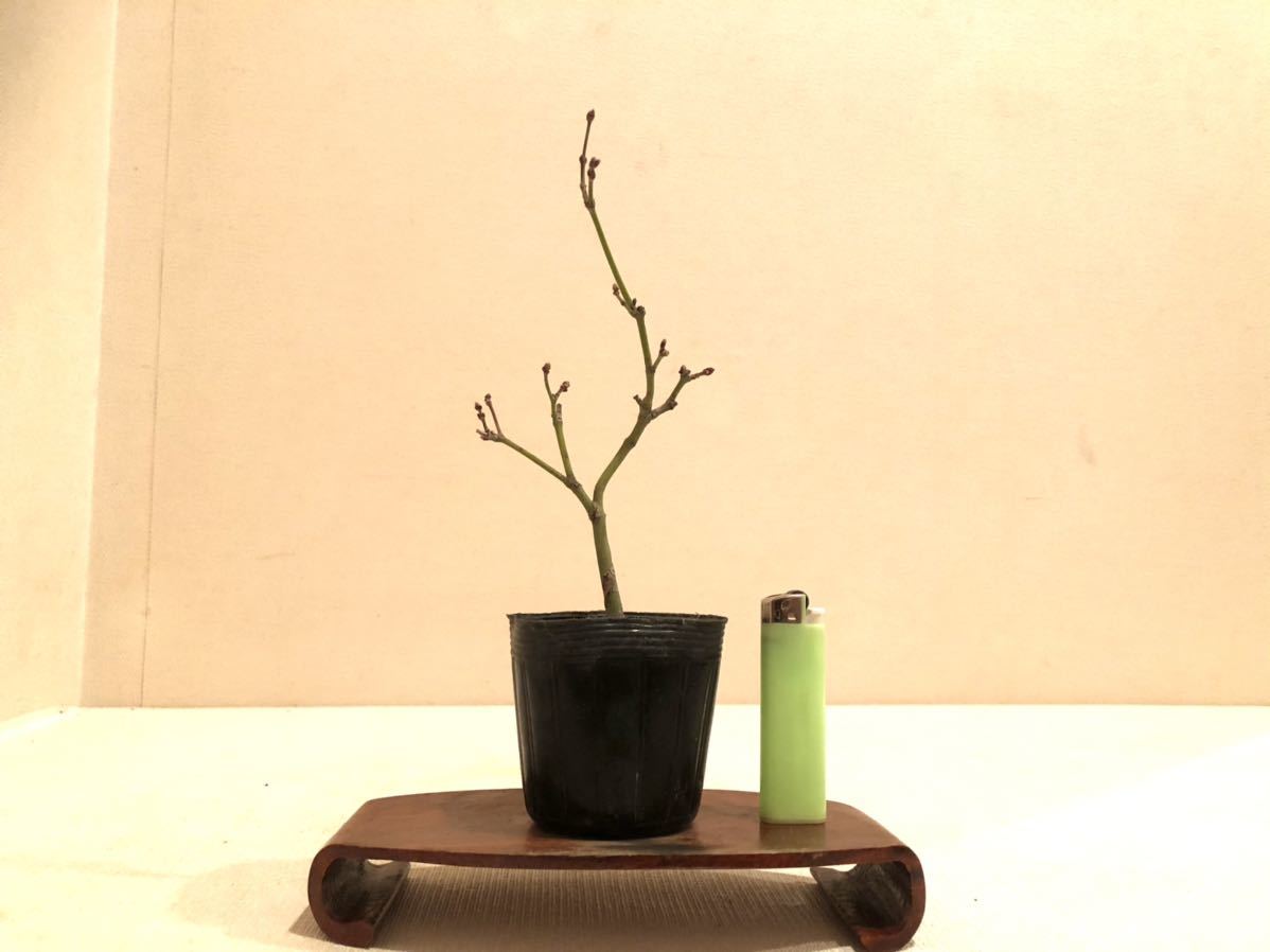 おまけ付 現品 鴫立沢モミジ シギタツサワモミジ 樹高1 3ｍ 根鉢含まず 15 苗木 植物 観葉植物