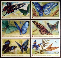 1957年イタリア◆エキゾチックな蝶 6種 アンティーク ビンテージ クロモス カード E11_画像1