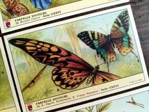 1957年イタリア◆エキゾチックな蝶 6種 アンティーク ビンテージ クロモス カード E11_画像3