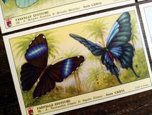 1957年イタリア◆エキゾチックな蝶 6種 アンティーク ビンテージ クロモス カード E11_画像7