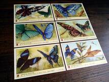1957年イタリア◆エキゾチックな蝶 6種 アンティーク ビンテージ クロモス カード E11_画像9