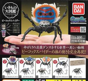 即決》いきもの大図鑑 ピーコックスパイダー【全５種フルコンプセット】 送料350円～ 新品未開封 蜘蛛 クモ スペキオスス/ロバタス/ボラン