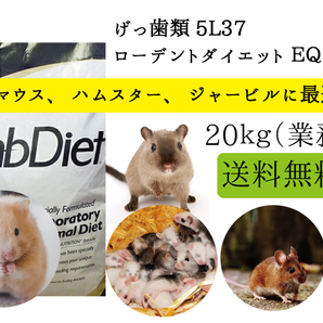 ☆送料無料/最安値に挑戦！【ハムスター、マウス用 エサ】ローデントダイエット ＥＱ 20ｋｇ 5L37 Lab Diet