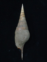 貝の標本 Ribia curta 157mm.w/o.big_画像1