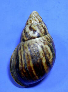 .. specimen Archachatina marginata 126.5mm.nature lip..West Africa