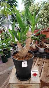  yucca.b lunch.6 number pra pot. pot from the bottom approximately 60 centimeter.1
