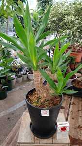  yucca.b lunch.6 number pra pot. pot from the bottom approximately 60 centimeter.3