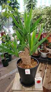  yucca.b lunch.6 number pra pot. pot from the bottom approximately 60 centimeter.4