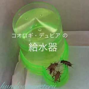 ヤフオク コオロギ 生餌 エサ の中古品 新品 未使用品一覧 ヤフオク コオロギ 生餌 エサ の中古品 新品 未使用品一覧
