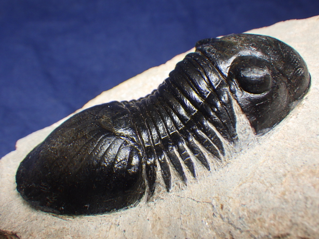 化石三葉虫モロッコ産、Crotalocephalus Gibbus(CG-05) 化石 - www.gendarmerie.sn