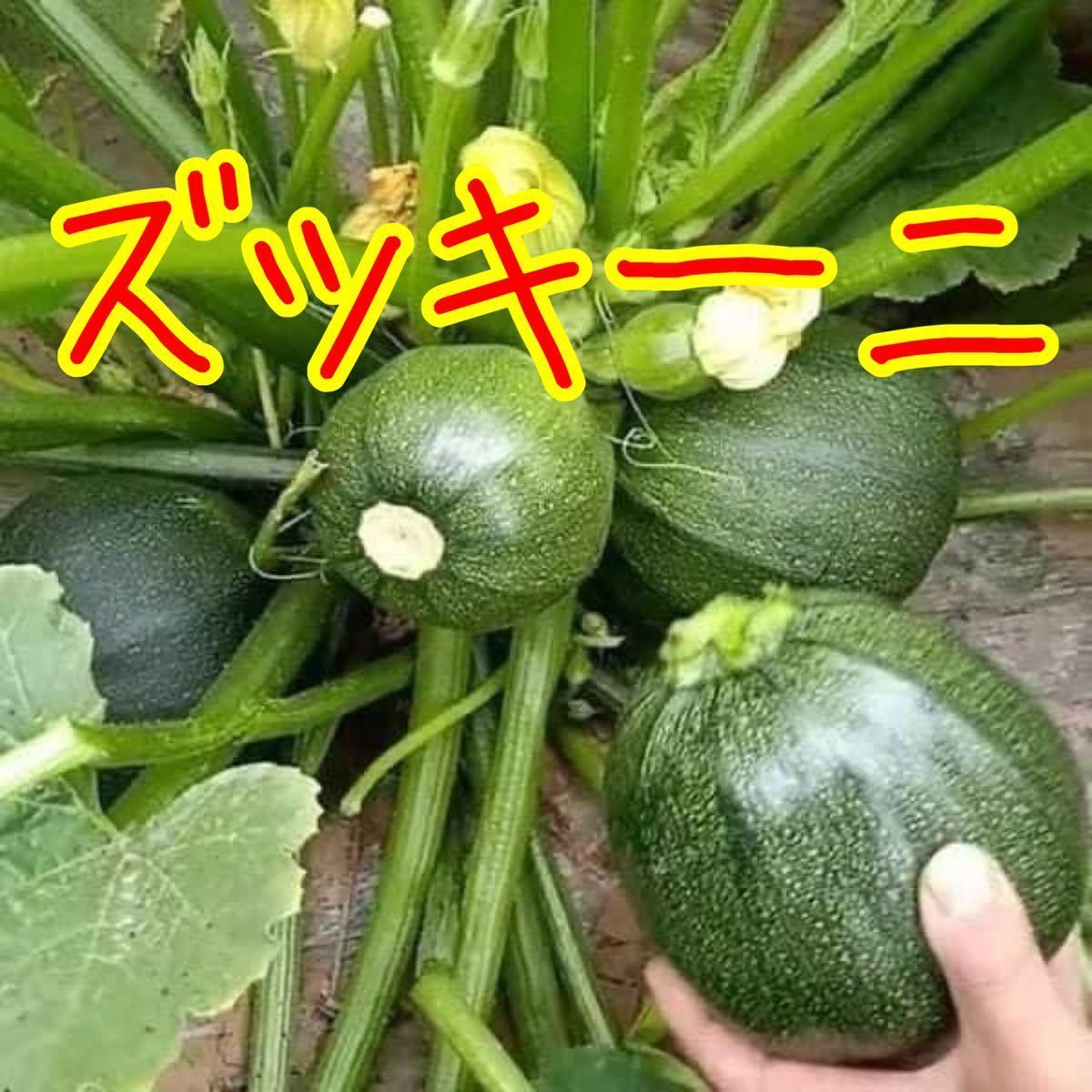 22新入荷 しましまufoズッキーニの種 Mozさん用 植物 観葉植物