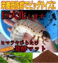 深くてデカイケース付き☆外産カブトムシ専用☆特選プレミアム発酵マット20入り☆便利！幼虫を入れるだけ！180ミリのヘラクレス実績あり！_画像2