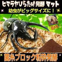 【改良版】雑虫混入99％なし！栄養価抜群です☆ヒマラヤひらたけ発酵カブトムシマット【20リットル】産卵マットにも抜群！クヌギ100％原料 _画像7