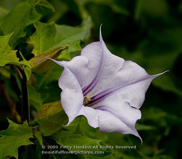 多様な 園芸 観葉植物 家庭菜園 朝鮮朝顔 ダシュラ 種1000粒 チョウセンアサガオ 植物 観葉植物 Bindascollection Com 多様な 園芸 観葉植物 家庭菜園 朝鮮朝顔 ダシュラ 種1000粒 チョウセンアサガオ 植物 観葉植物 Bindascollection Com