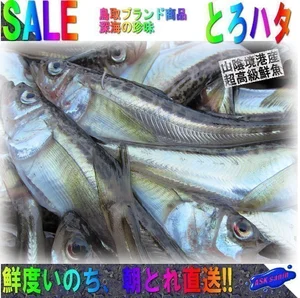 ヤフオク ハタ その他 魚 の落札相場 落札価格 ヤフオク ハタ その他 魚 の落札相場 落札価格
